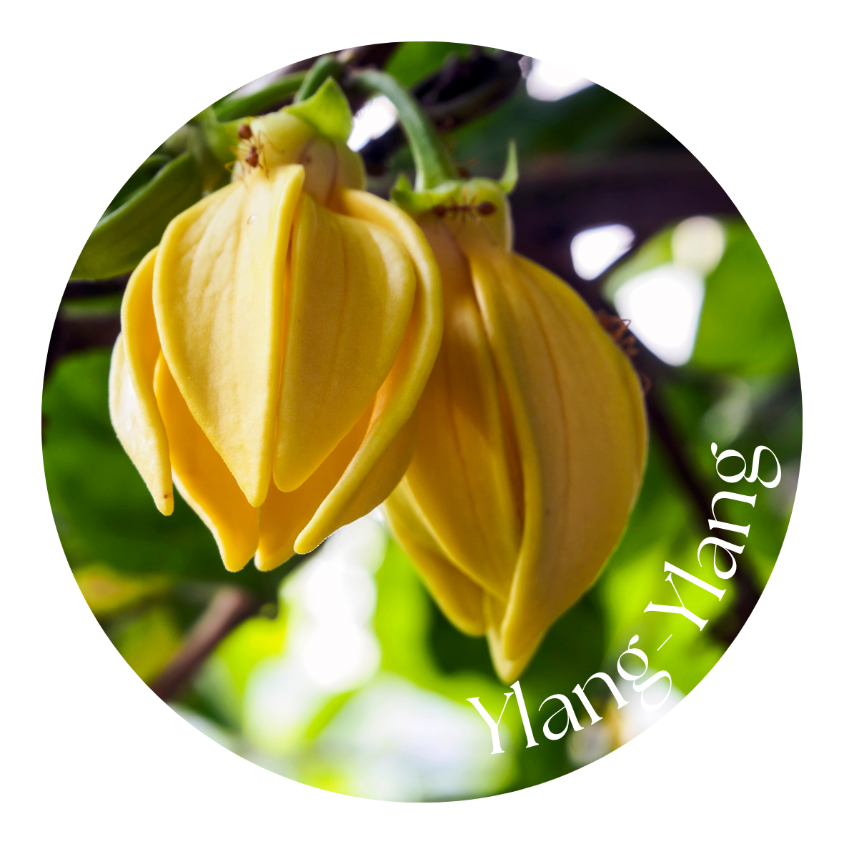 Ylang-Ylang