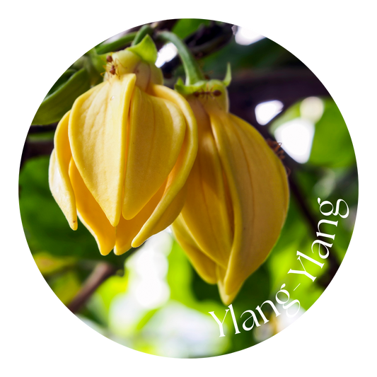 Ylang-Ylang