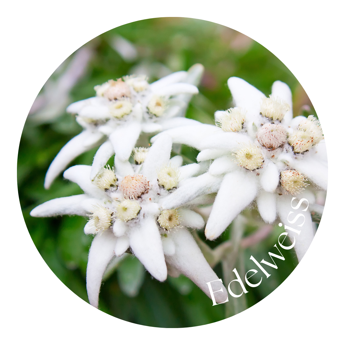 Edelweiss
