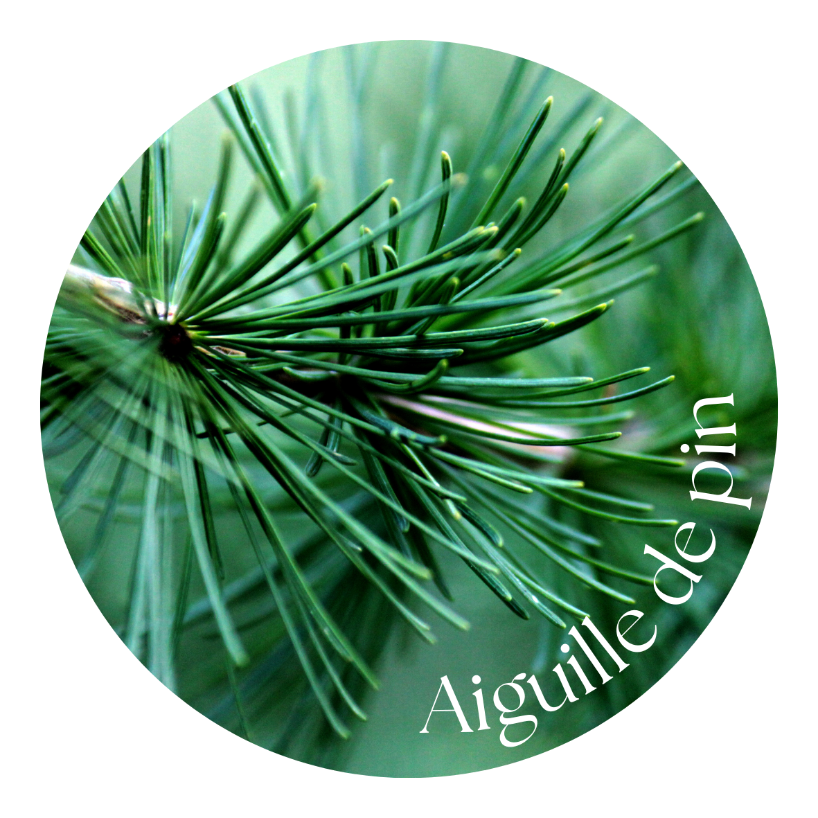 Aiguille de pin