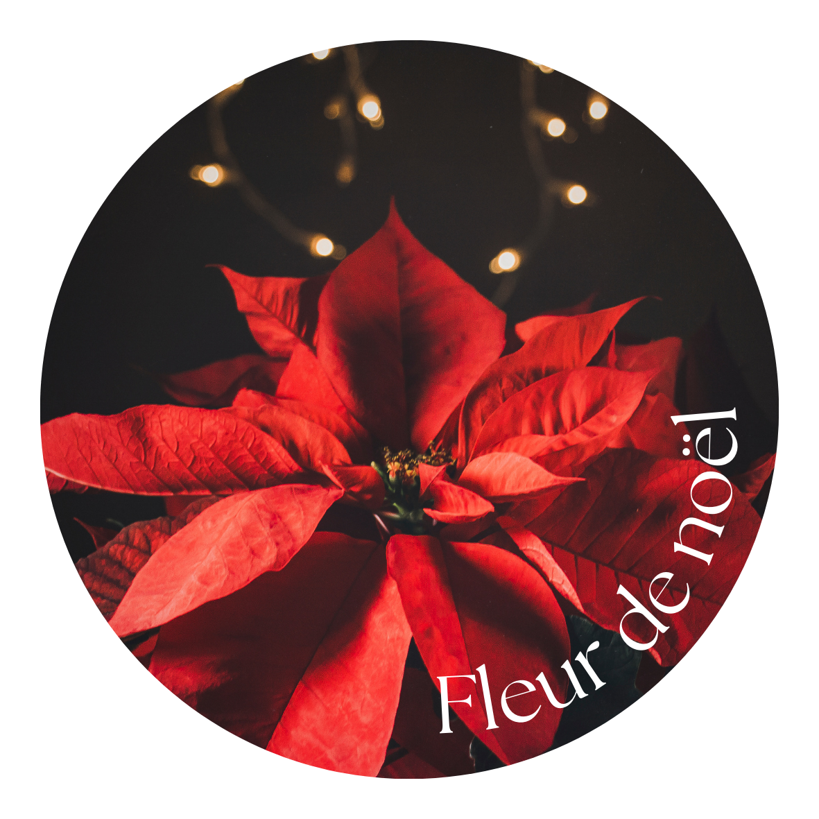 Fleur de noël