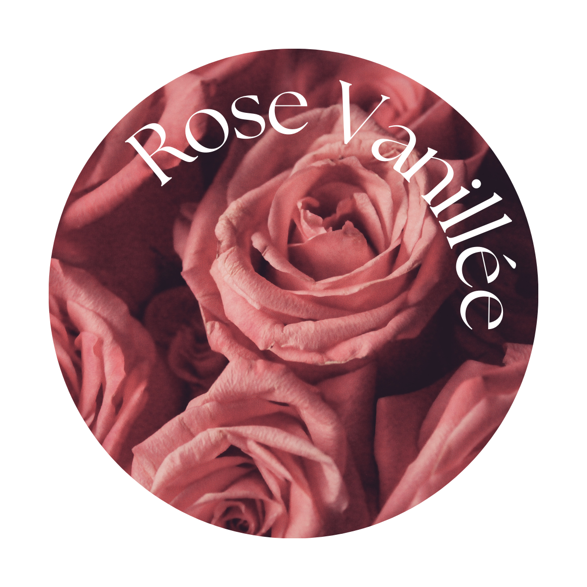 Rose Vanillée