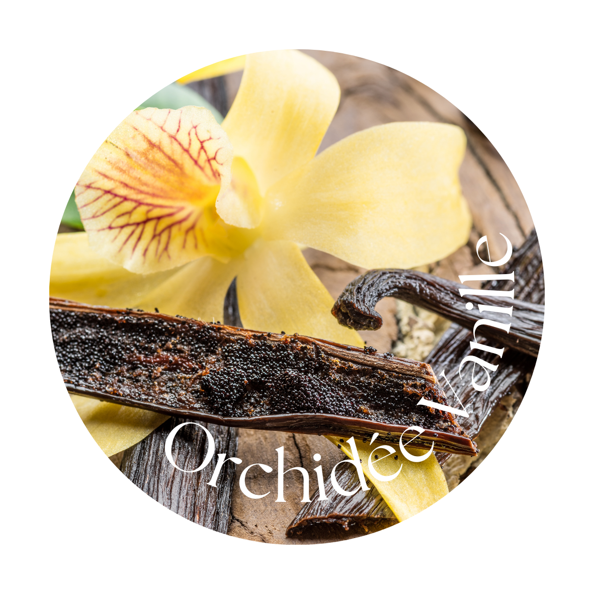 Orchidée Vanille
