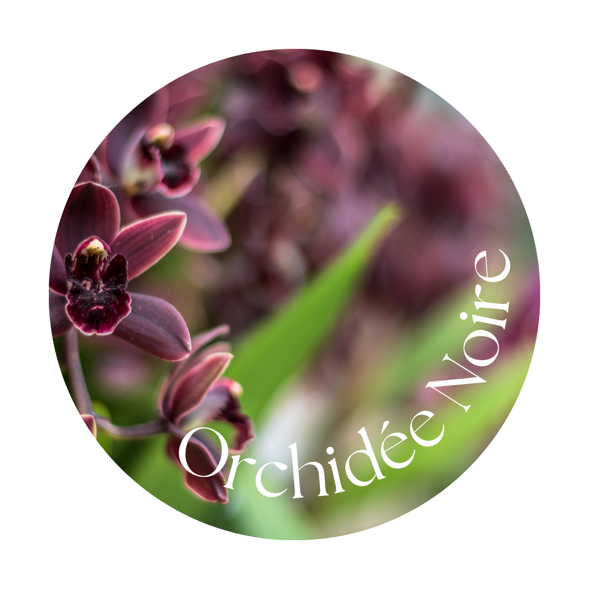 Orchidée Noire