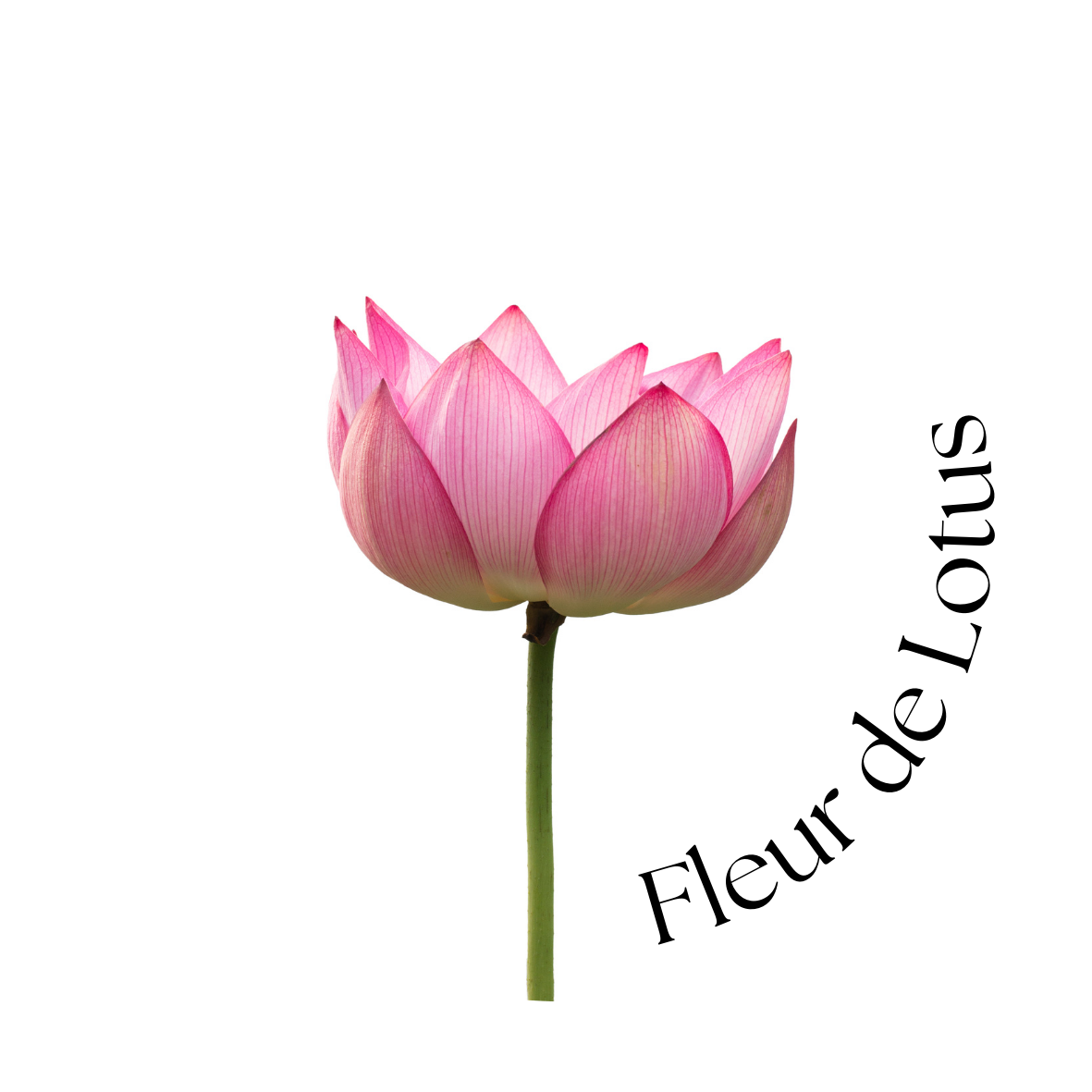Fleur de Lotus