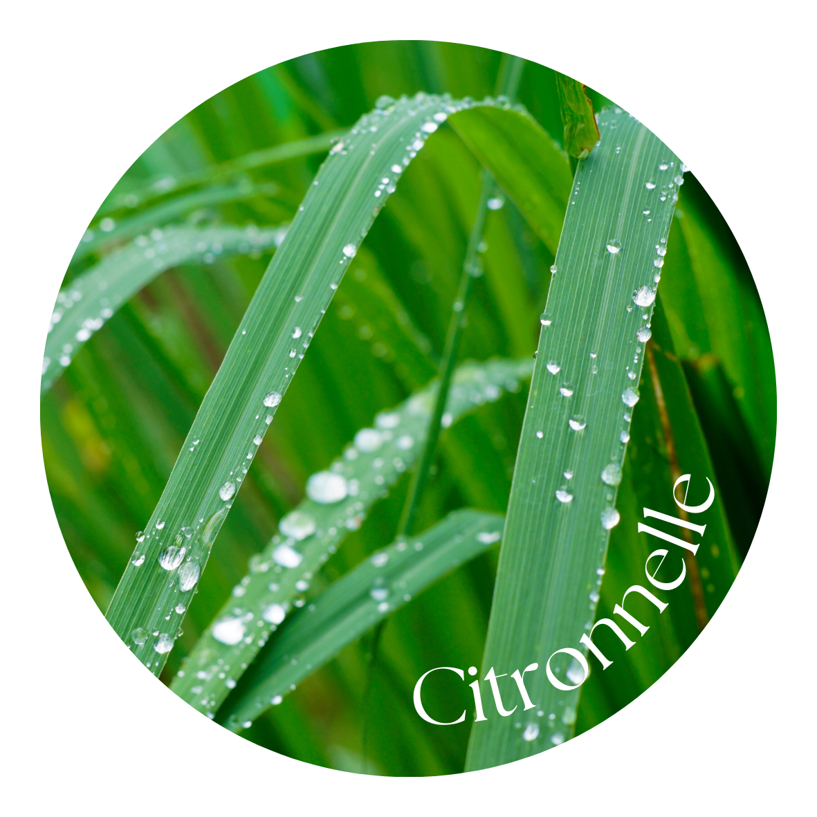 Citronnelle