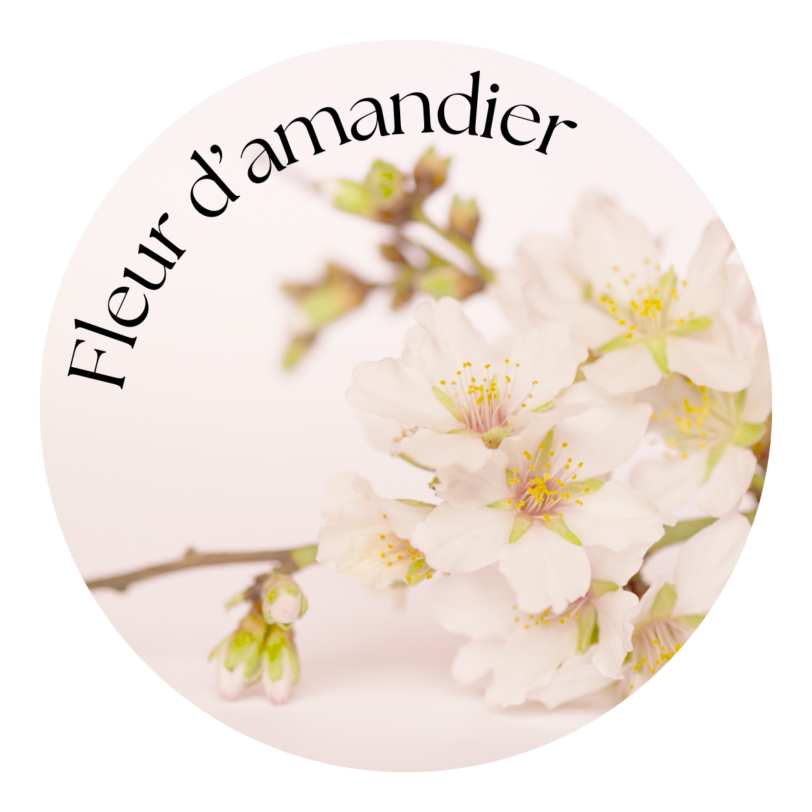 Fleur d'Amandier