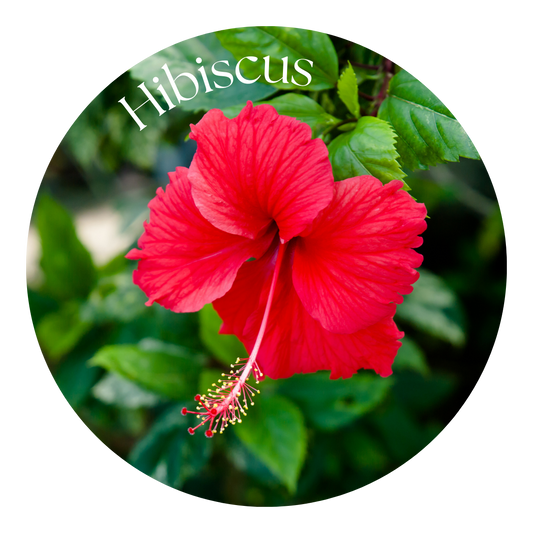 Hibiscus