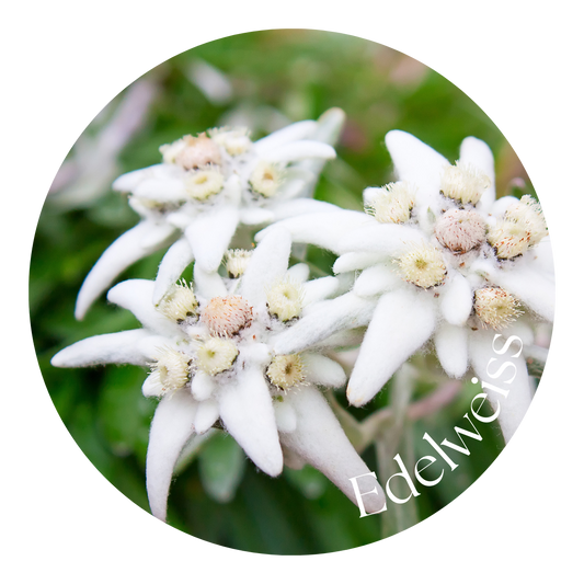 Edelweiss