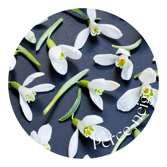 Perce-Neige