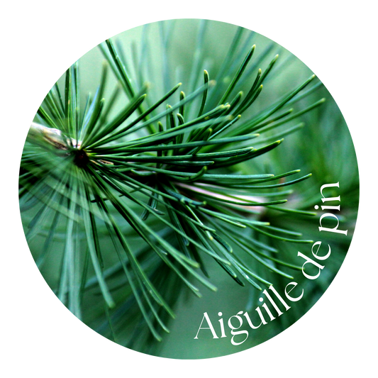 Aiguille de pin