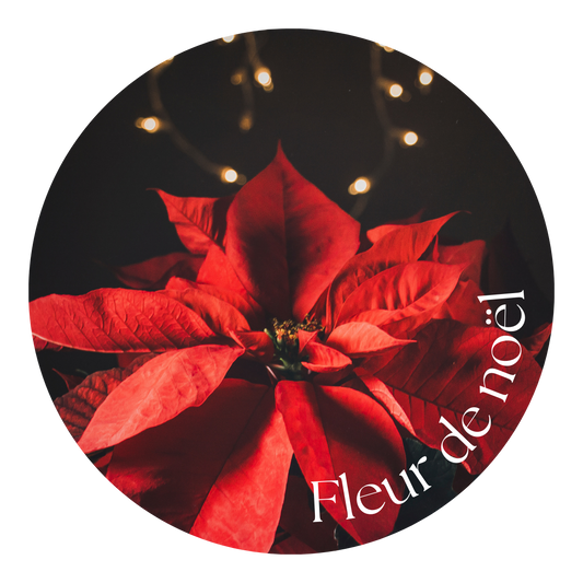 Fleur de noël