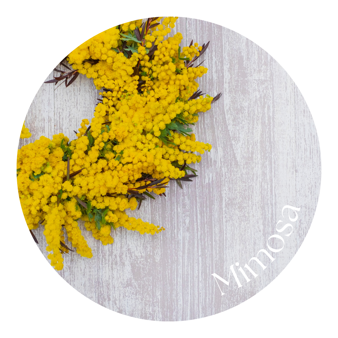Mimosa