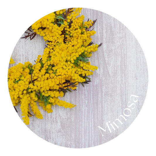 Mimosa