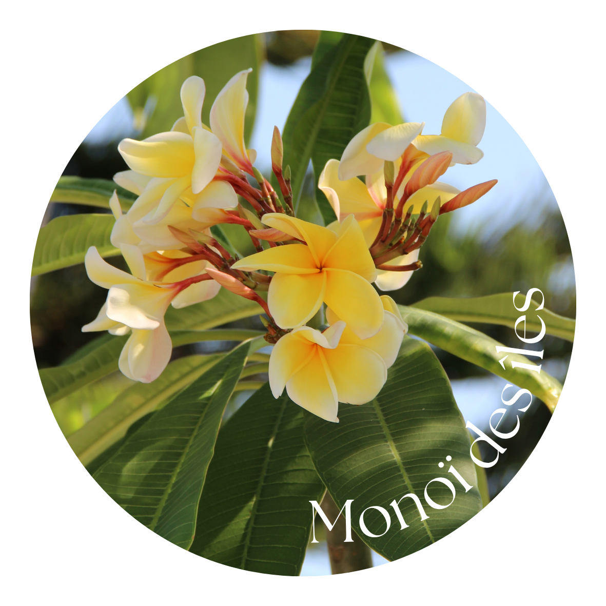 Monoï des îles