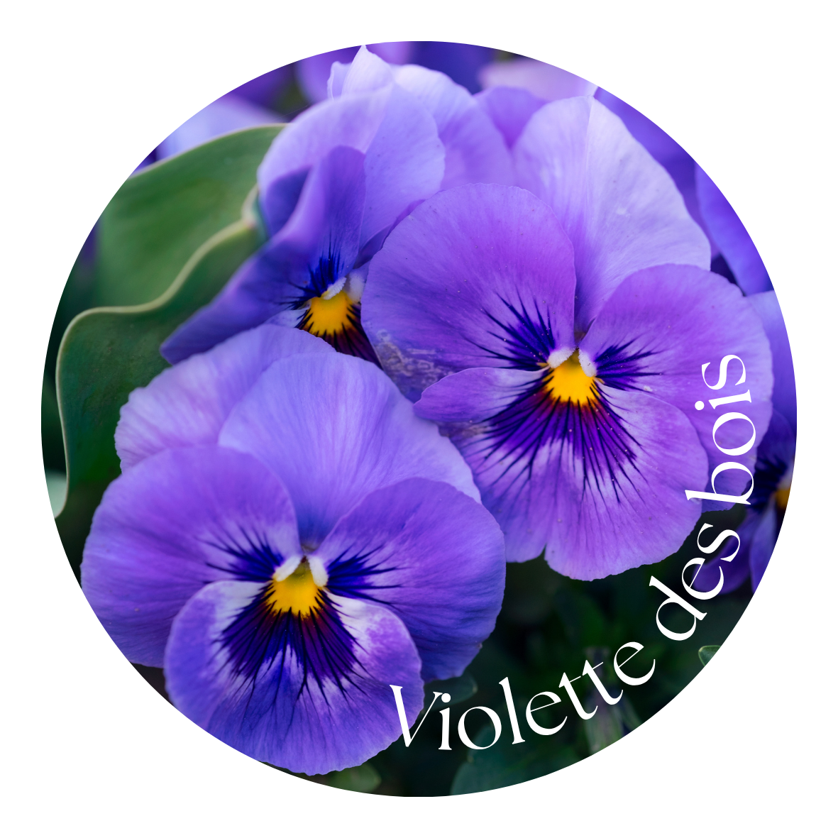 Violette des bois