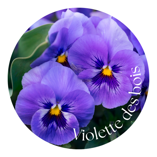 Violette des bois