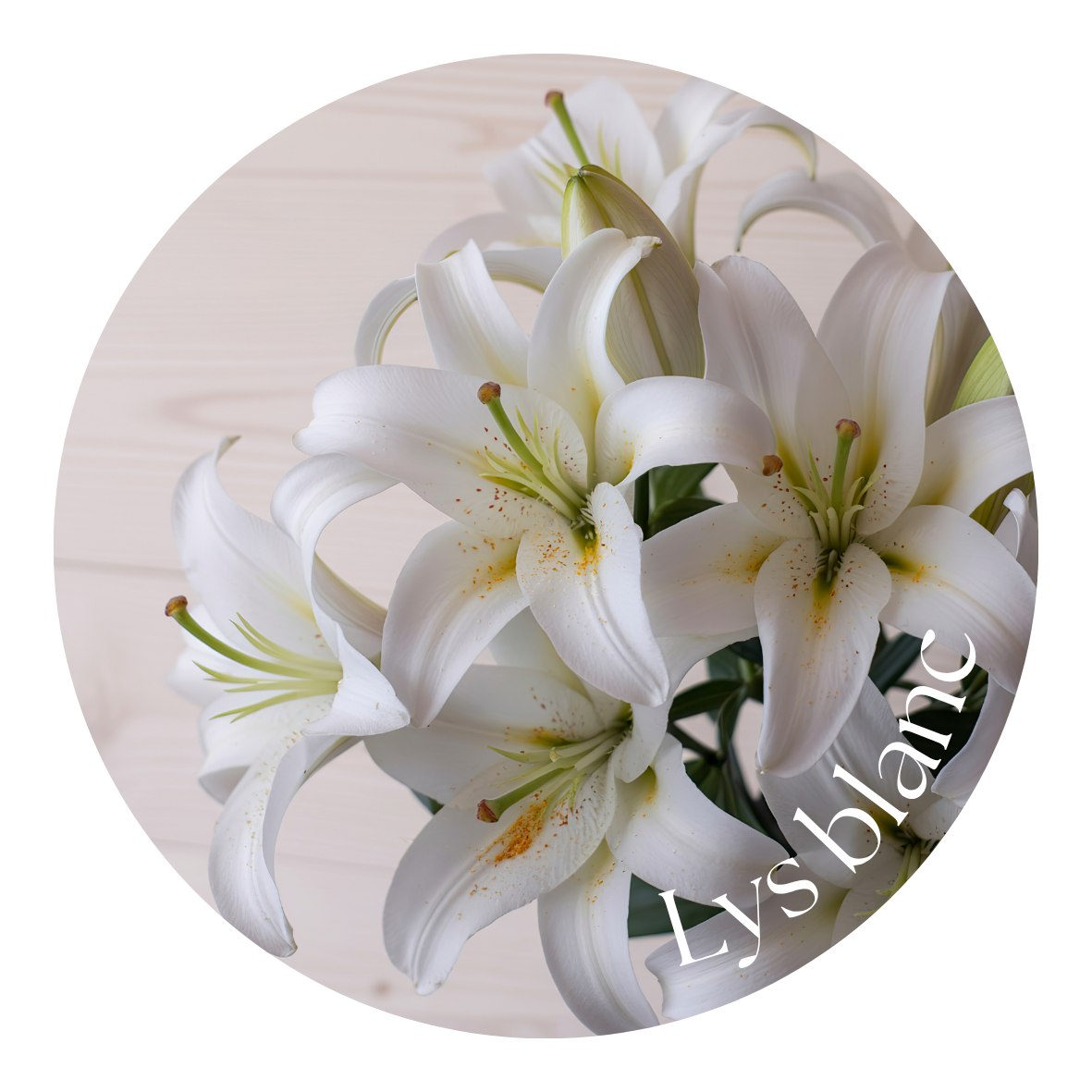 Lys blanc