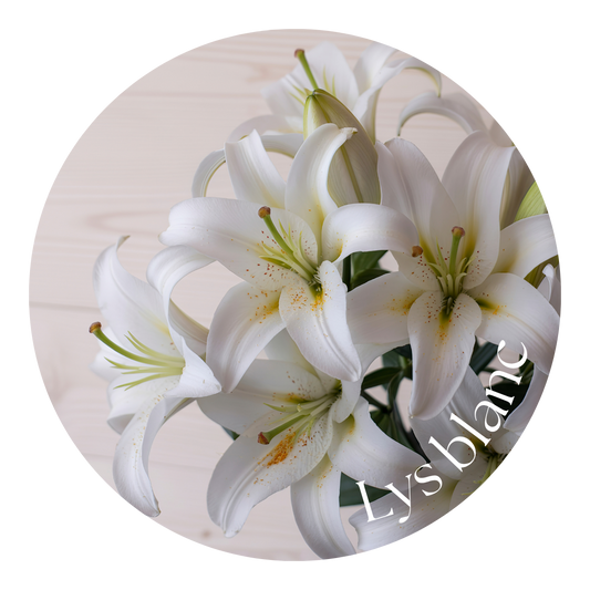 Lys blanc