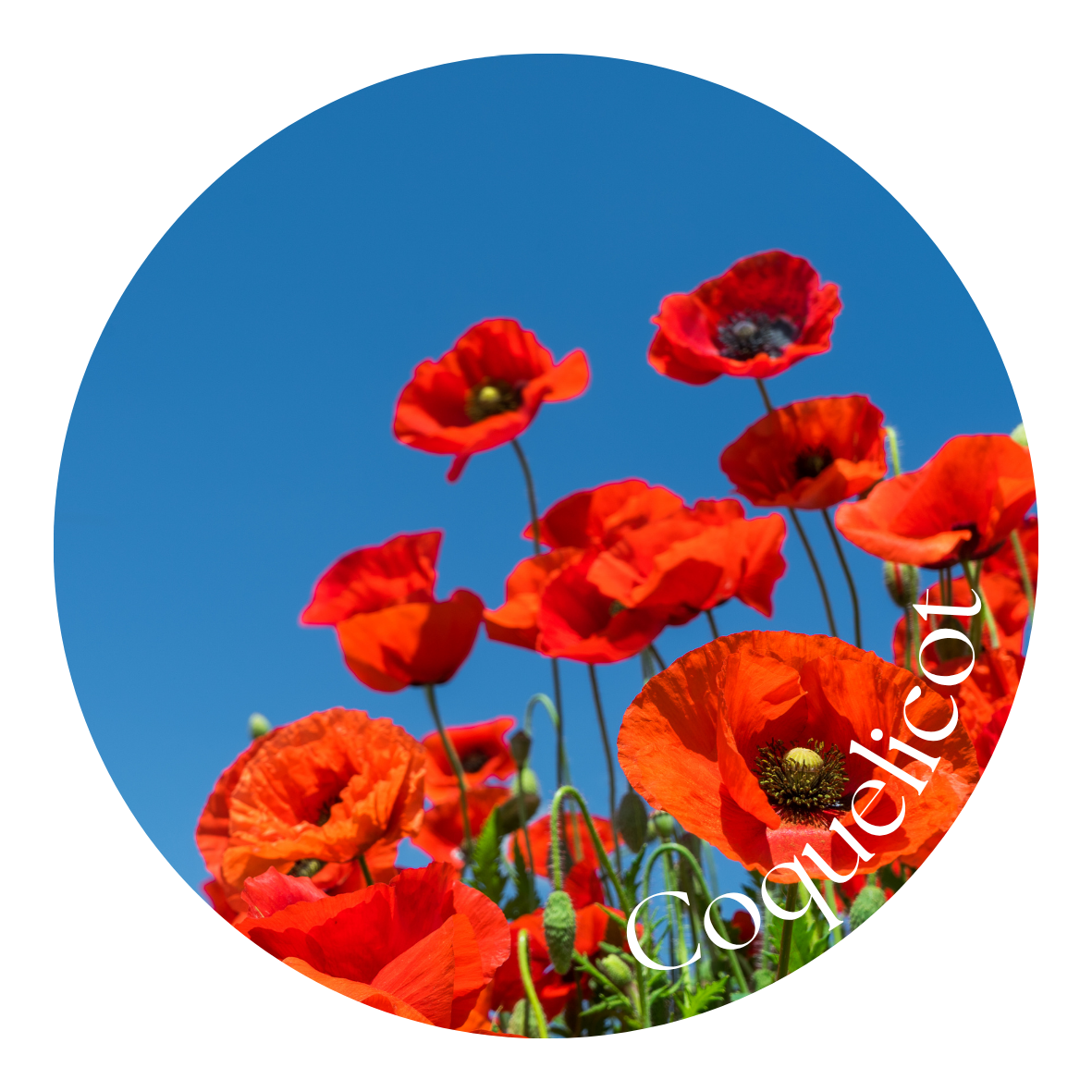 Coquelicot