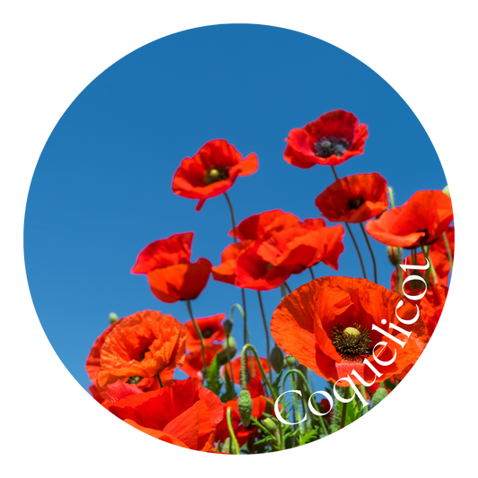 Coquelicot