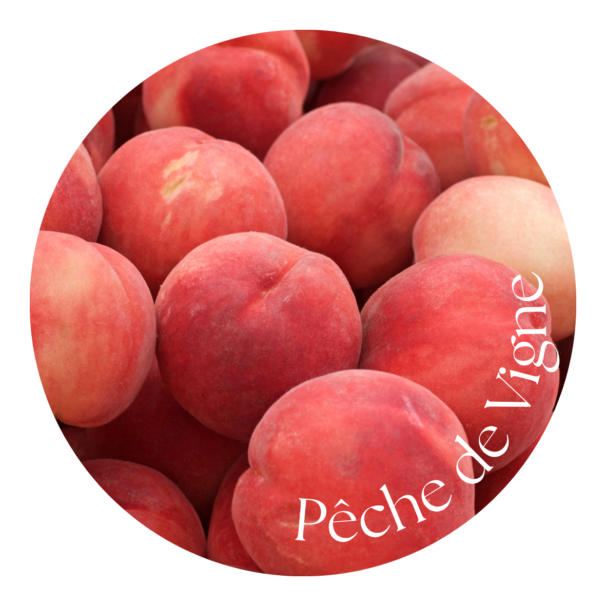 Pêche de vigne