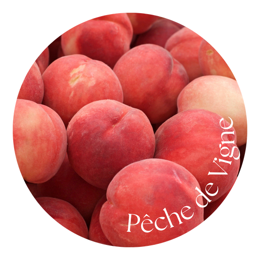 Pêche de vigne