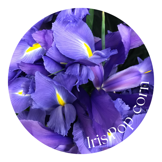 Iris Pop-corn
