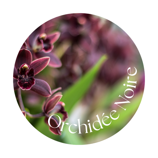 Orchidée Noire