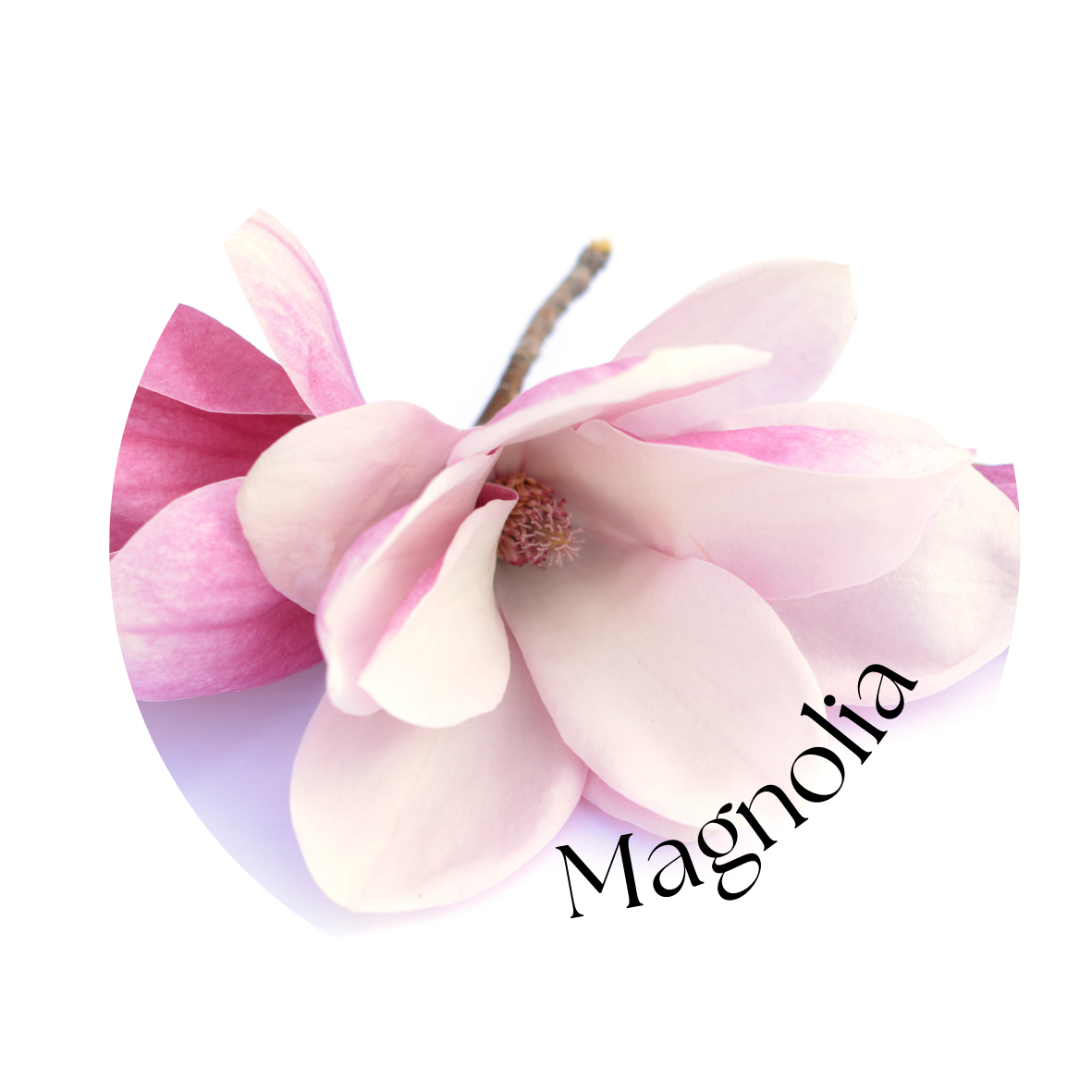 Magnolia