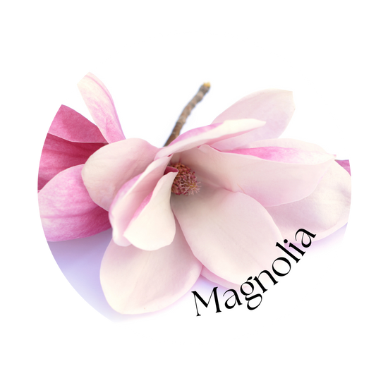 Magnolia