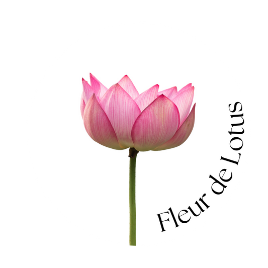 Fleur de Lotus