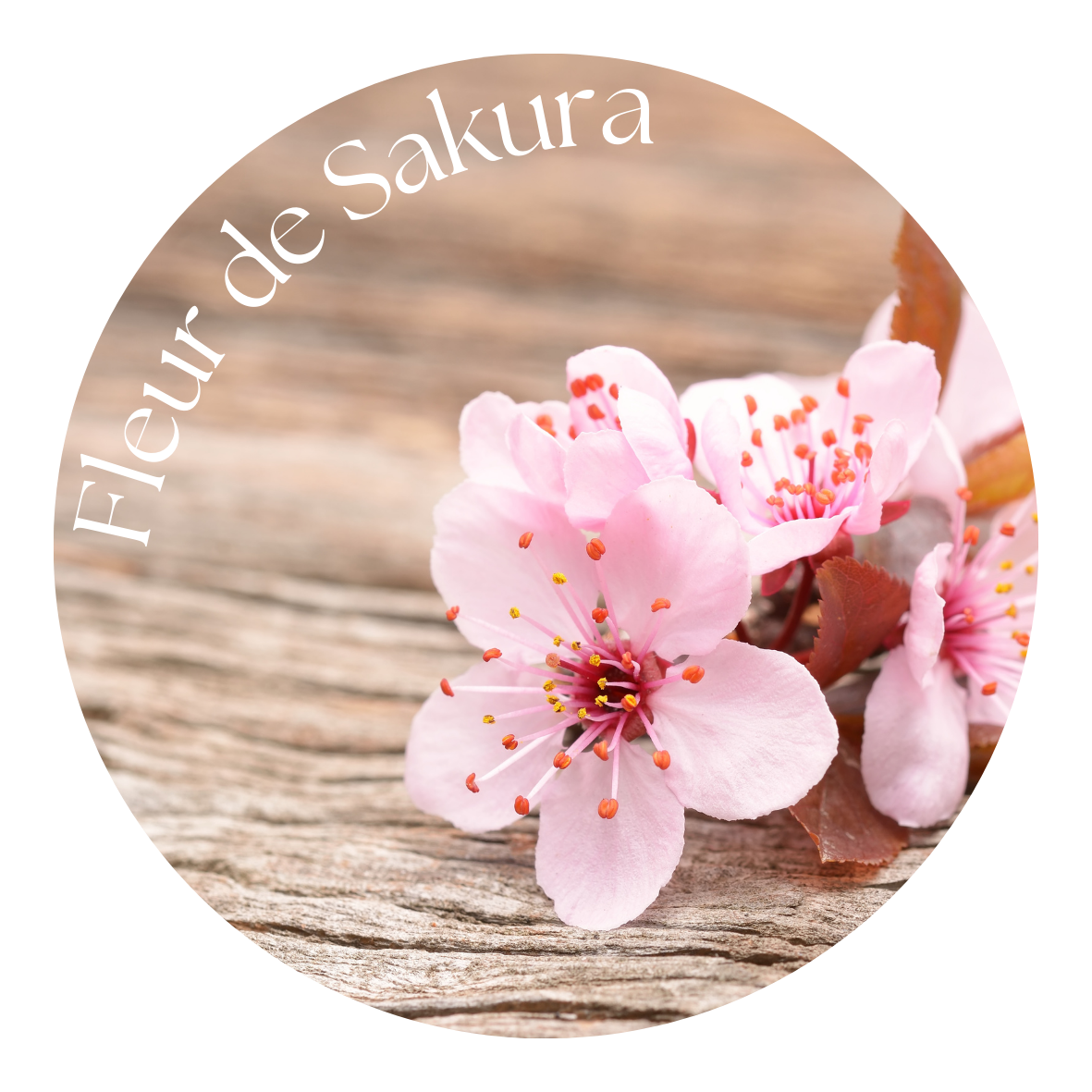 Fleur de Sakura