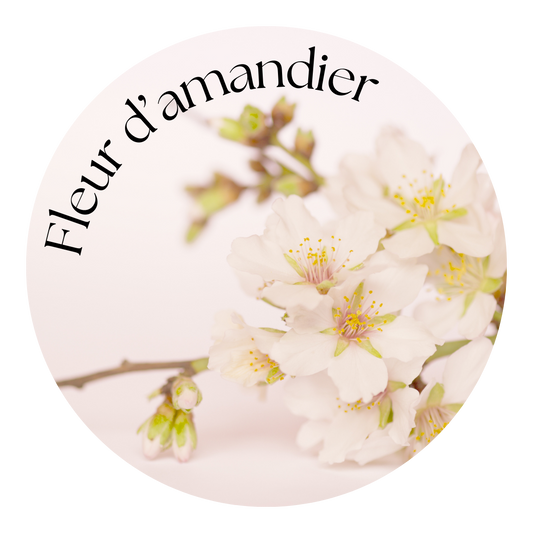 Fleur d'Amandier