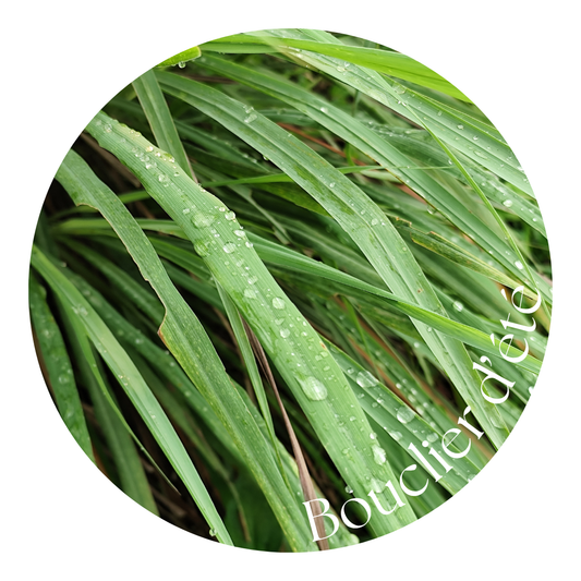Bouclier d'été